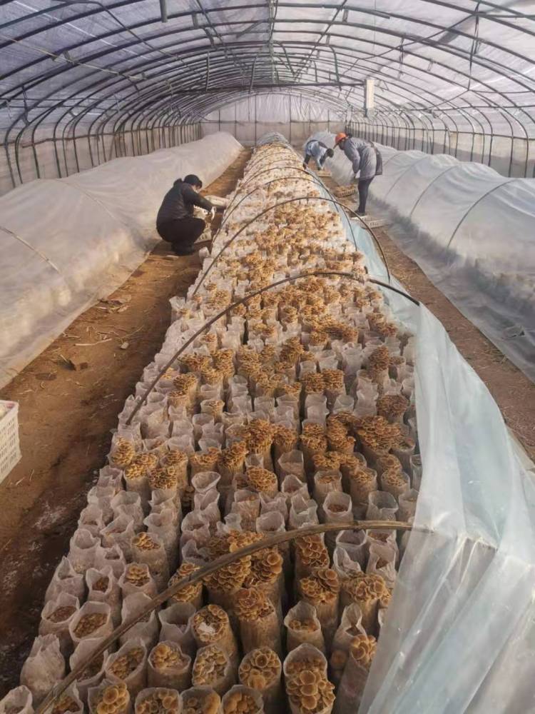 赵庄村种植的"鲁山雪菇,是村民脱贫奔康的希望(资料图片)