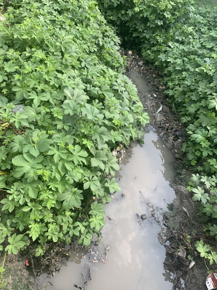 臭水沟藏身杂草丛 建筑垃圾露天放……这些地方的环境